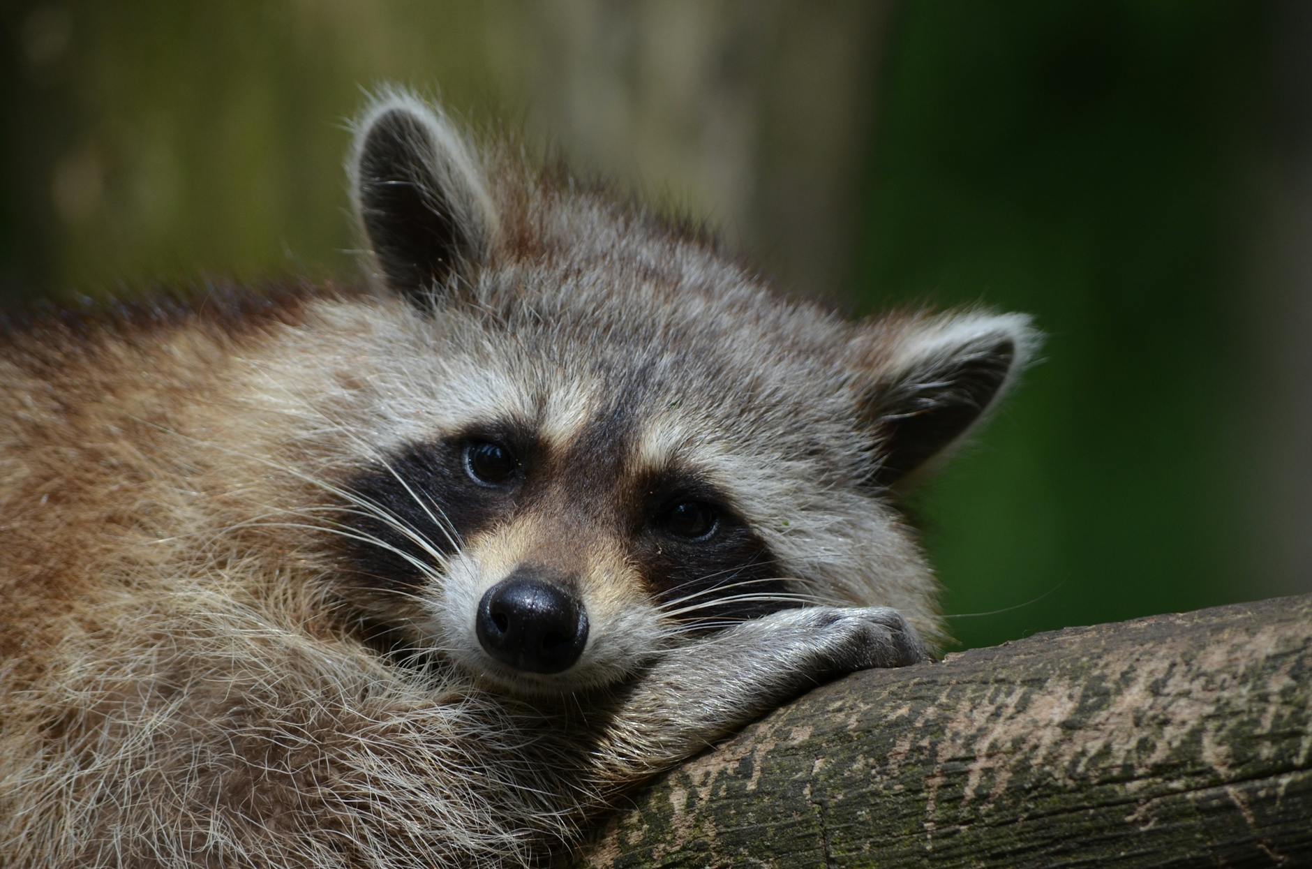 Photo of a cute raccoon